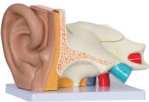 耳（外、中、內）解剖